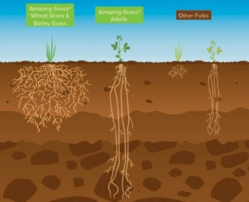 Amazing Grass Roots Run Deep
